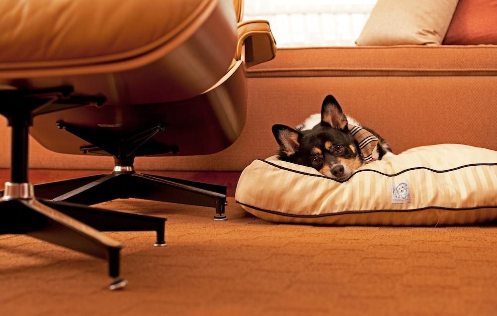 Hyatt Place Gurgaon Udyog Vihar Bagian luar foto A dog on a dog bed